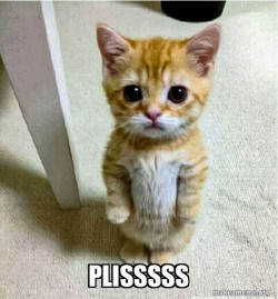 Cute Cat Standing