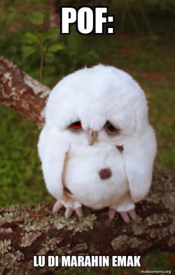 Sad Owl