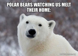 Popular Opinion Polar Bear