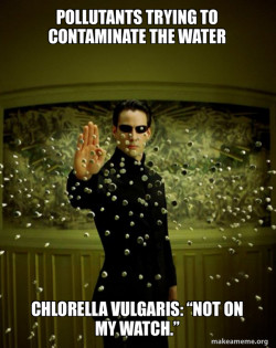 Neo Stopping Bullets