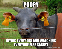 Hairless Cow