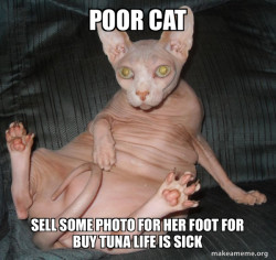 Hairless Cat