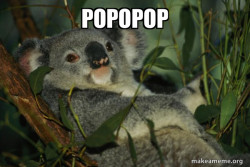 Laid Back Koala