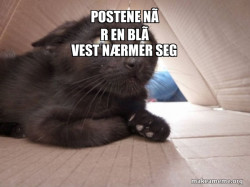 Schitzo Cat