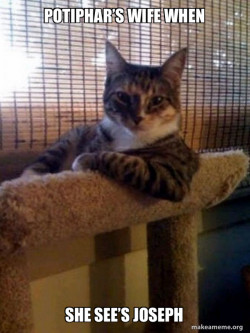 The Most Interesting Cat in the World