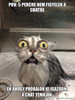 Cat bath