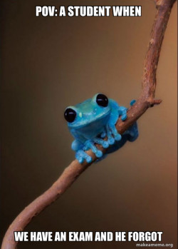 Small Fact Frog