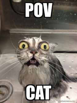 Cat bath