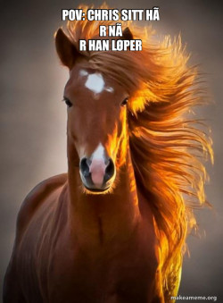 Ridiculously photogenic horse