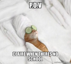 Pampered Cat Meme