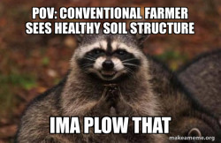 Evil Plotting Raccoon