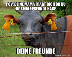 Hairless Cow