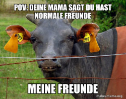 Hairless Cow