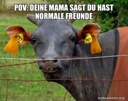 Hairless Cow