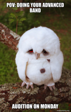 Sad Owl
