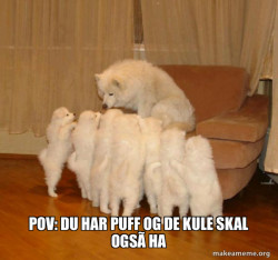 Storytelling Dog