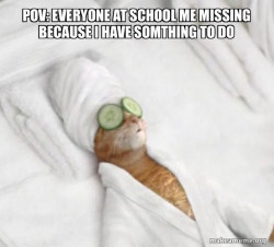 Pampered Cat Meme