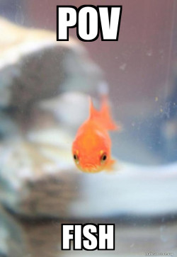 Grumpy Fish