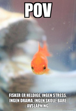 Grumpy Fish