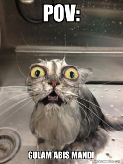Cat bath