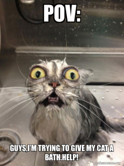 Cat bath
