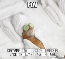 Pampered Cat Meme