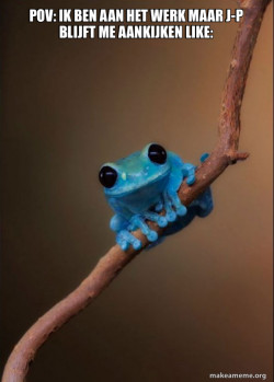 Small Fact Frog