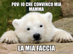 Popular Opinion Bear