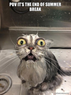 Cat bath