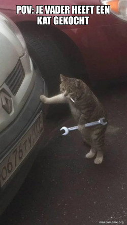 Mechanic Cat