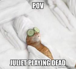 Pampered Cat Meme
