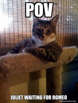 The Most Interesting Cat in the World