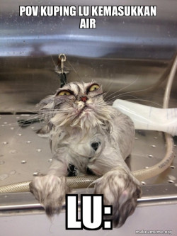 Cat Bath Returns
