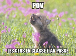 Baby Insanity Wolf