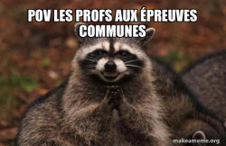 Evil Plotting Raccoon