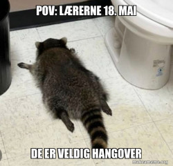 Drunk Raccoon