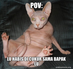 Hairless Cat