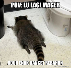 Drunk Raccoon