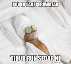 Pampered Cat Meme
