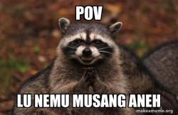 Evil Plotting Raccoon