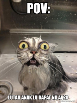 Cat bath