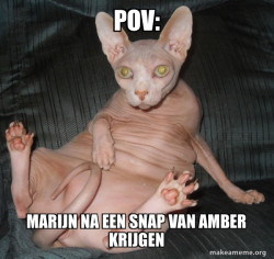 Hairless Cat