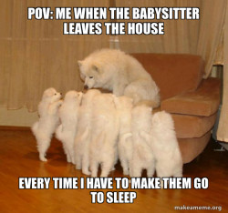 Storytelling Dog