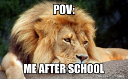 Confession Lion