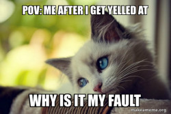 First World Cat Problems
