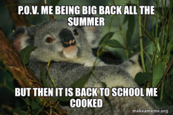 Laid Back Koala