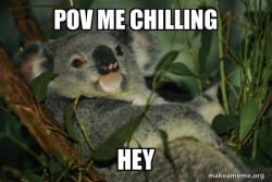 Laid Back Koala