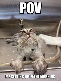 Cat Bath Returns