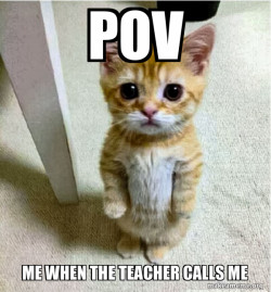 Cute Cat Standing