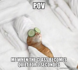 Pampered Cat Meme